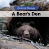 Bear's Den