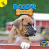 Boxer Puppies (Top Puppies)