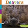 Beavers (Seedlings)