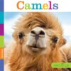 Camels (Seedlings)