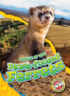 Black-Footed Ferrets (Animals at Risk)