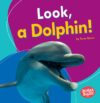 Look a Dolphin!