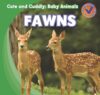 Fawns