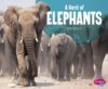 Herd of Elephants (Animall Groups)