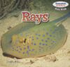 Rays