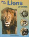 Lions Up Close