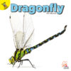 Dragonfly (Flying Insects)