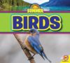 Birds (All about Summer)