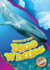 Blue Whales (Animals at Risk)