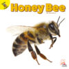 Honey Bee (Flying Insects)
