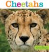 Cheetahs (Seedlings)