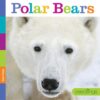 Polar Bears ( Seedlings )