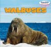 Walruses