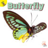 Butterfly (Flying Insects)