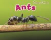 Ants (Creepy Critters)