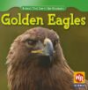Golden Eagles (Animals That Live in the Mountains)