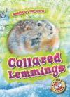 Collared Lemmings (Animals of the Arctic)