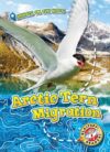 Arctic Tern Migration (Animals on the Move)