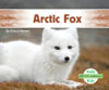 Arctic Fox (Arctic Animals)