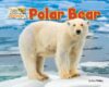 Polar Bear (Arctic Animals: Life Outside the Igloo