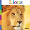 Lions (Seedlings)