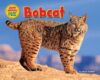 Bobcat (Desert Animals Searchin' for Shade)
