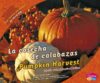 Cosecha de Calabazas/Pumpkin Harvest