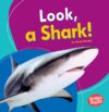 Look a Shark!