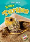 Baby Turtles (Super Cute!)