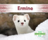 Ermine (Arctic Animals)