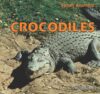 Crocodiles (Safari Animals)