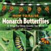How to Raise Monarch Butterflies: A Step-By-Step