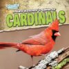Bird Watcher's Guide to Cardinals (Backyard Bird