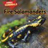 Fire Salamanders ( Animal Cannibals )