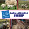 Farm Animals: Sheep