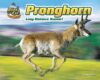 Pronghorn: Long-Distance Runner! (Blink of an Eye