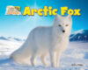 Arctic Fox (Arctic Animals: Life Outside the Igloo