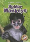 Spider Monkeys (Animal Safari)