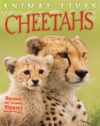 Cheetahs (Animal Lives)