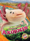 Axolotls (Animals at Risk)