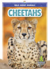 Cheetahs (Wild about Animals)