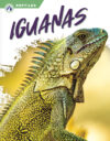 Iguanas (Reptiles)