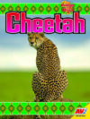 Cheetah (Animals of Africa)(LB)