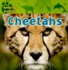 Cheetahs (Amazing Animals)