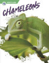 Chameleons (Reptiles)